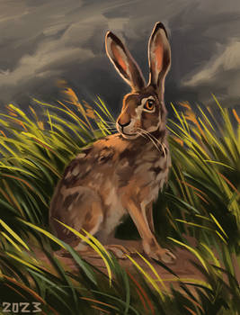 Hare portrait