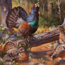 Western Capercaillie