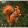 Squirrel Monroe