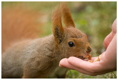 Eating from hand