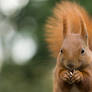 Squirrel Wallpaper
