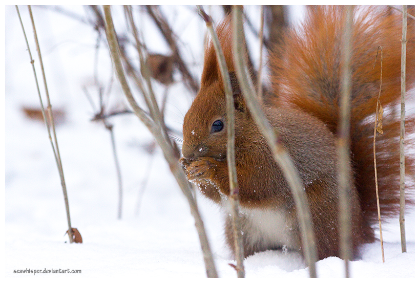 Wildlife In The Winter Forest