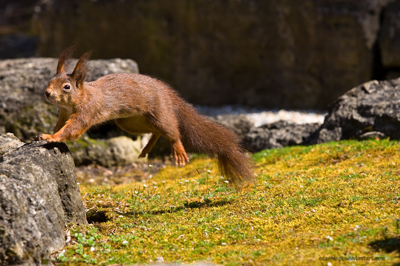 Flying Squirrel