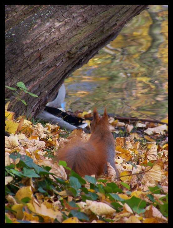 Squirrel can't enter...