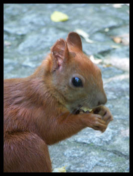 Squirrel youngling