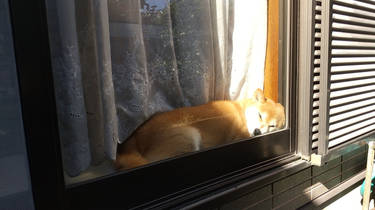 Sleepy Shiba Inu