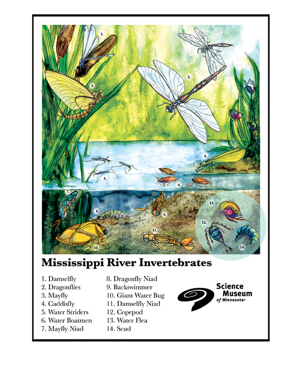 River Insect Illustration