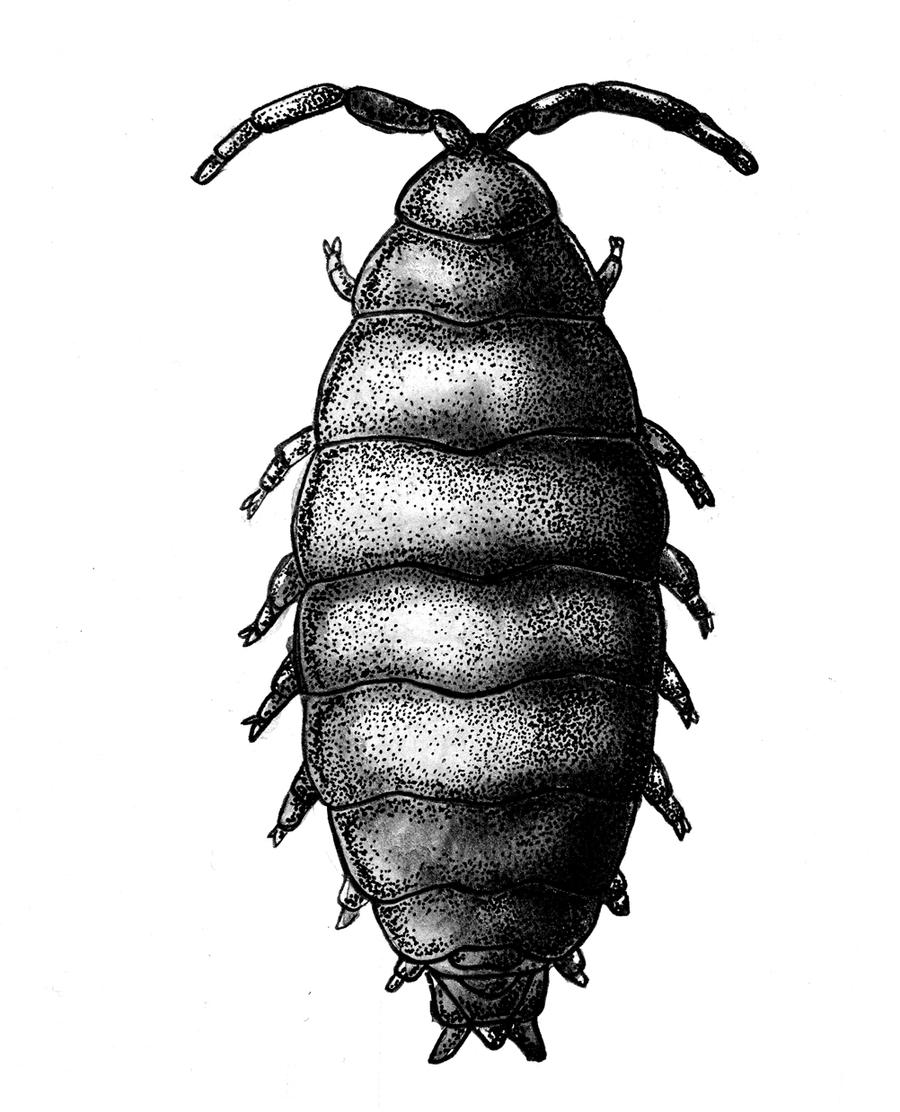 isopod by bigredsharks on DeviantArt
