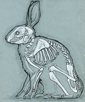 Rabbit anatomy