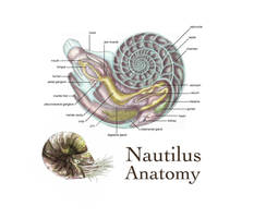 Nautilus Anatomy by Banvivirie on DeviantArt