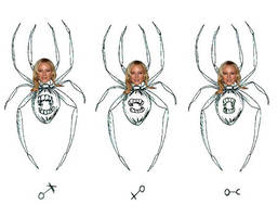 Jewel Spider gender diagram