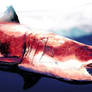 BIg Red Shark