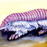 Pink Fairy Armadillo