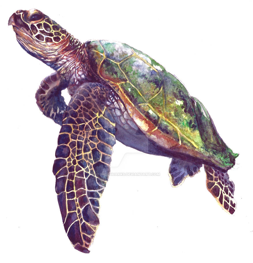 Turtle Scatch Sea Turtle Sketch by bigredsharks on DeviantArt