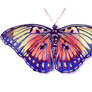 Butterfly 3