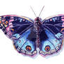 Butterfly 4