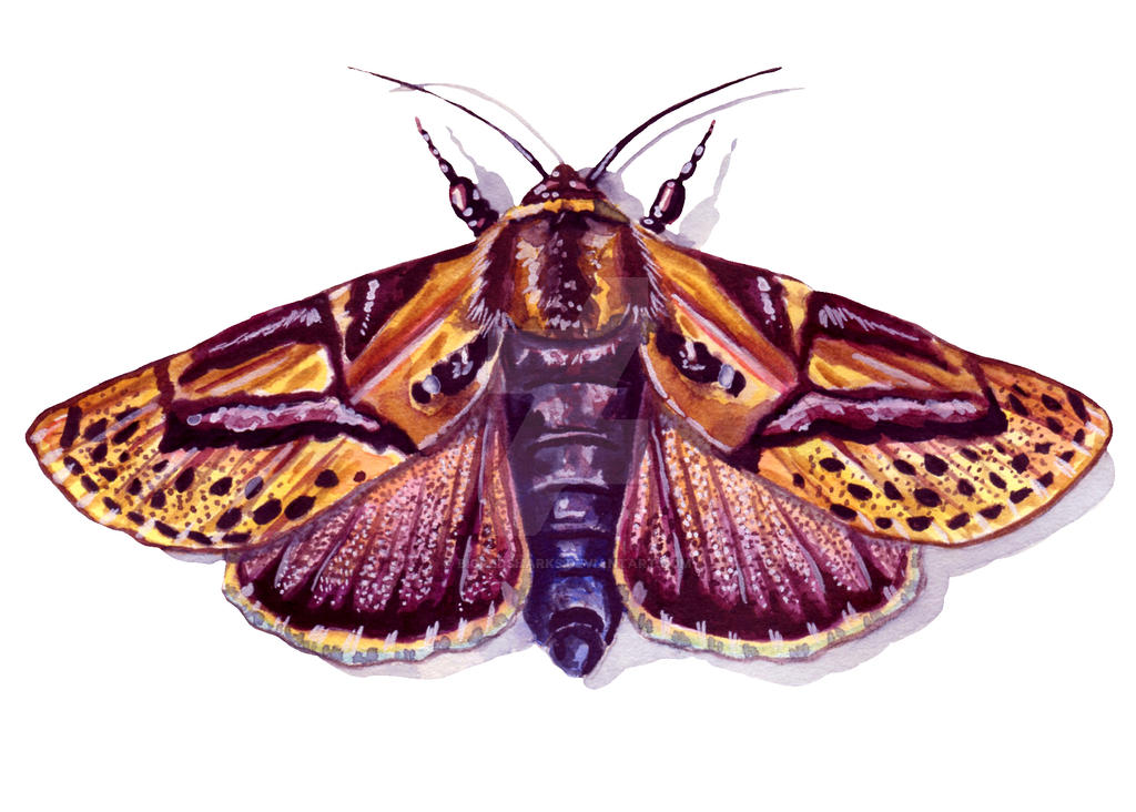 Moth 404 Moth 4 by bigredsharks on DeviantArt