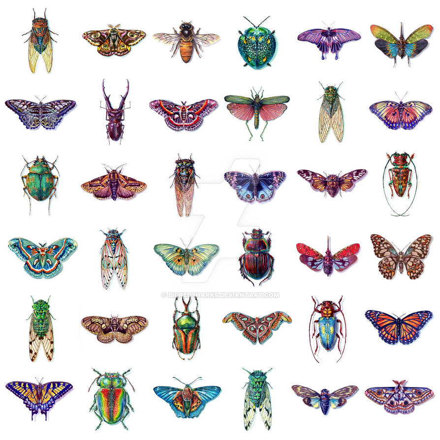 All Insects List Deviantart One Hour Insects Series by bigredsharks on DeviantArt