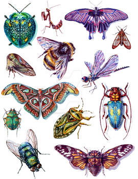 Insect Poster 2