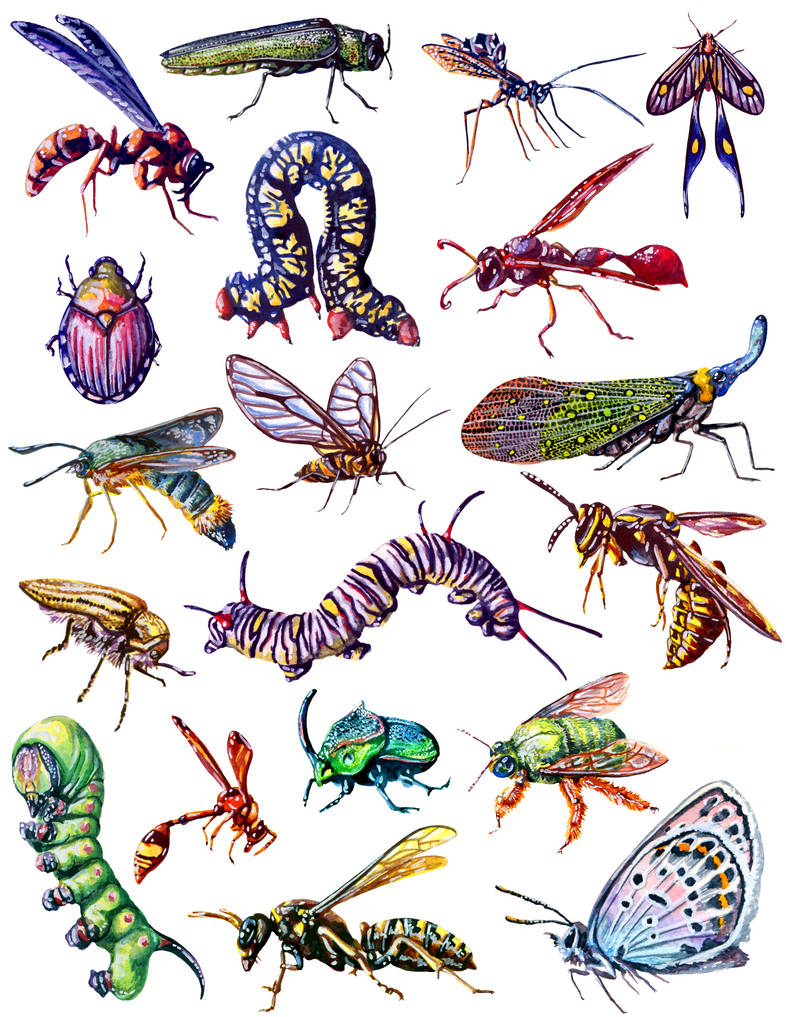 All Insects List Deviantart Insect Poster 4 by bigredsharks on DeviantArt