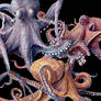 Octopuses