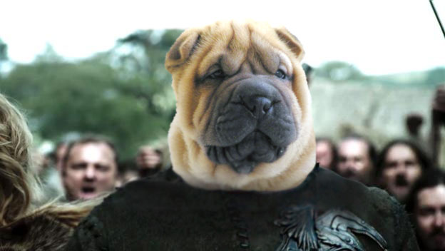 Shar pei Viking