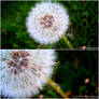 . Dandelion .