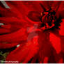 . Chrysanthemum I .