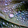 . Water drops .