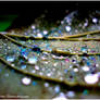 . Water drops I .