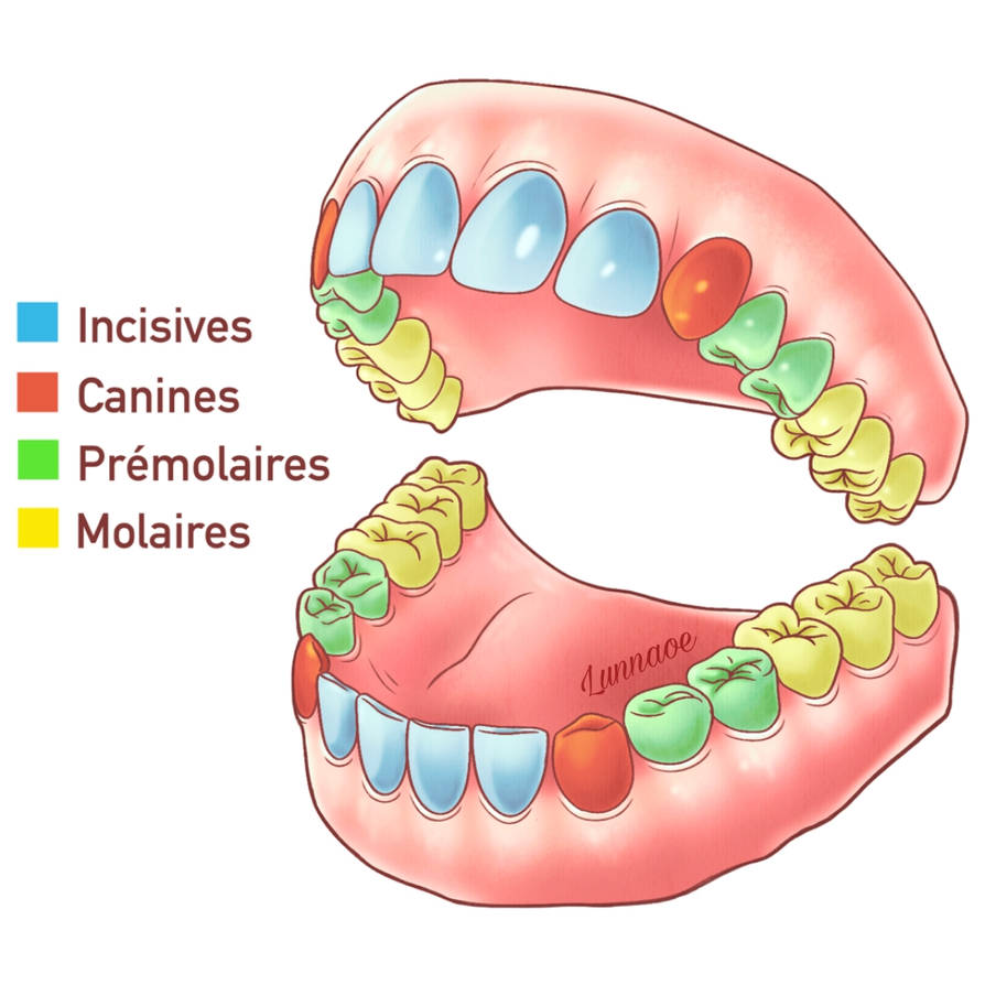 Teeth Study Drawing Tooth study - medical drawing by lunnaoe on DeviantArt