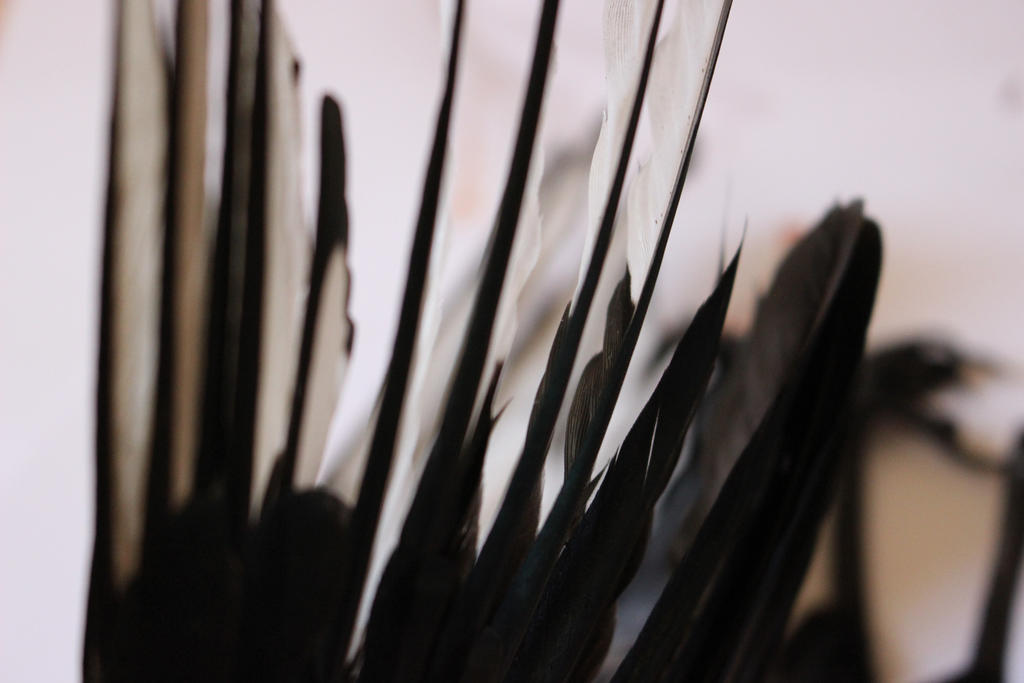 Magpie Wing (2) by Serial-Painter on DeviantArt