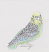 Budgie