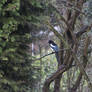 Magpie (Pica pica)