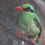 Javan Green Magpie