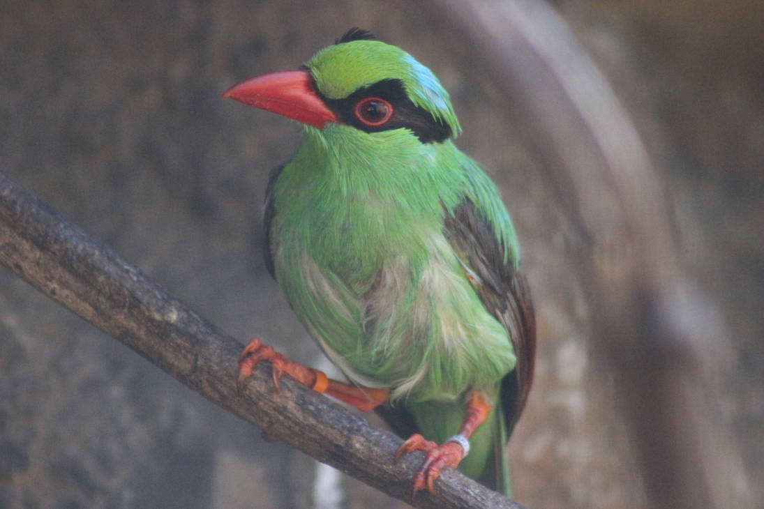 Javan Green Magpie by Serial-Painter on DeviantArt