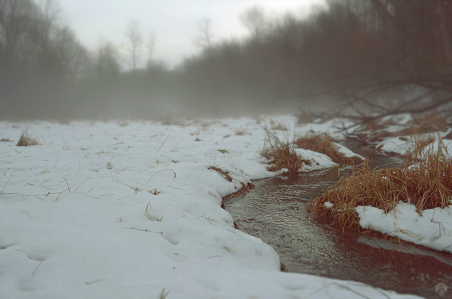 Morning Fog