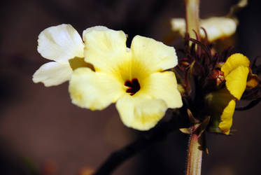 Yellow Flower