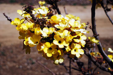 Yellow Flower Cluster