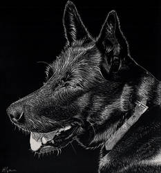 German Shepherd