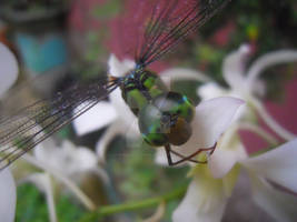 Dragonfly: Ready for Close-up