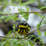 Birding at Magee Marsh 10