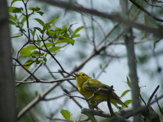 Birding 2014, 24