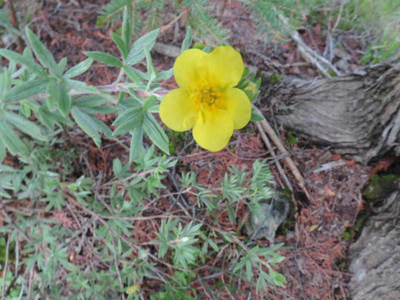 Yellow Flower