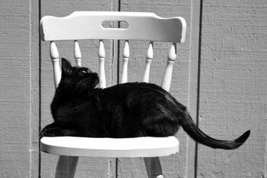 Black Cat...White Chair