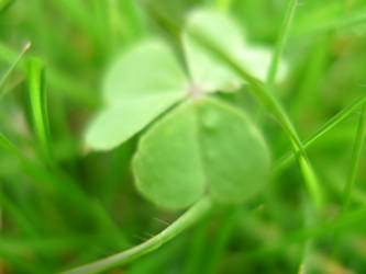 Clover