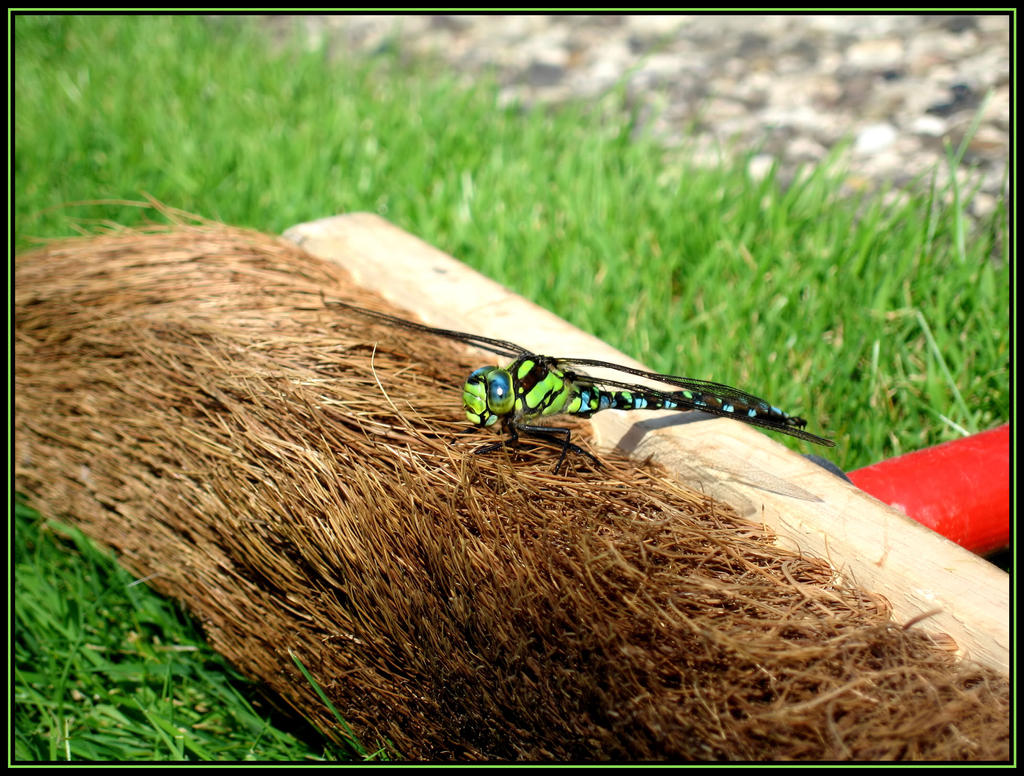 Dragonfly 3 by DerRofl on DeviantArt