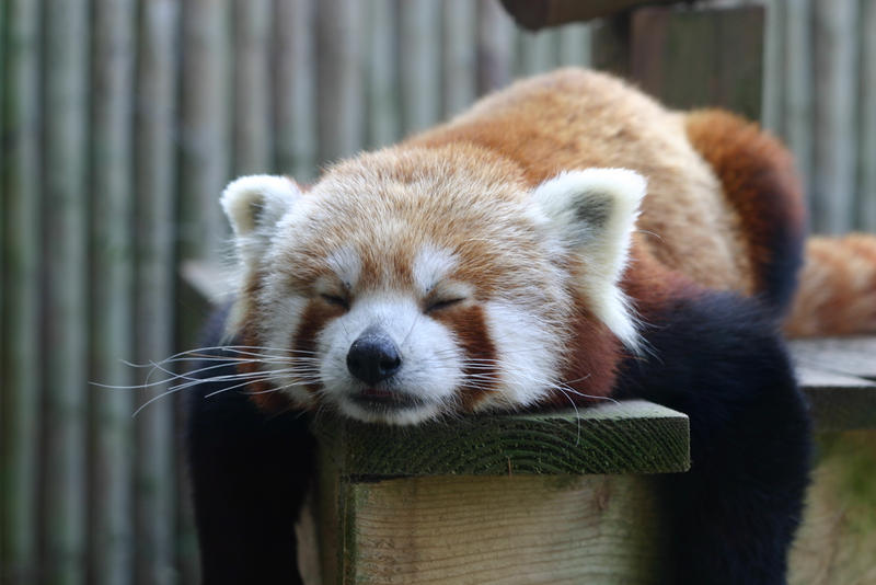 Red Panda