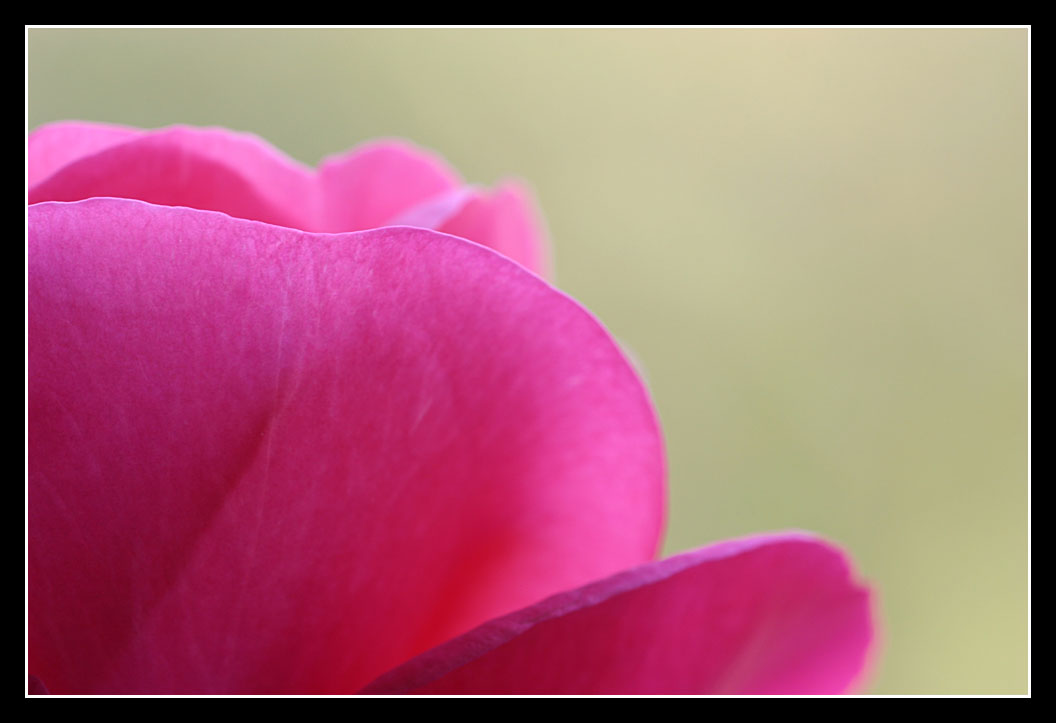 rose petals