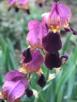 Iris2